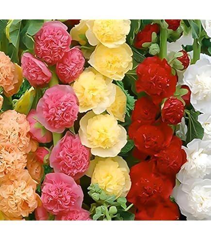 4 Shampoo Ginger Ginger Roots for Planting, Zingiber